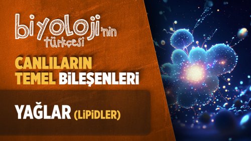 Canlıların Temel Bileşenleri | Yağlar (Lipidler) | TYT Biyoloji