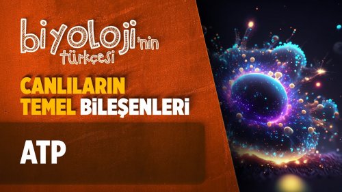 Canlıların Temel Bileşenleri | ATP | TYT Biyoloji | AYT Biyoloji